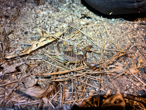 iNaturalist observation photo of California Swollenstinger Scorpion