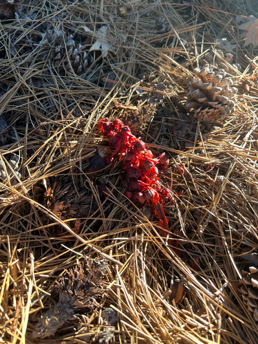 iNaturalist observation photo of Snowplant