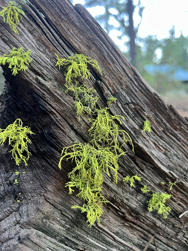 iNaturalist observation photo of wolf lichen