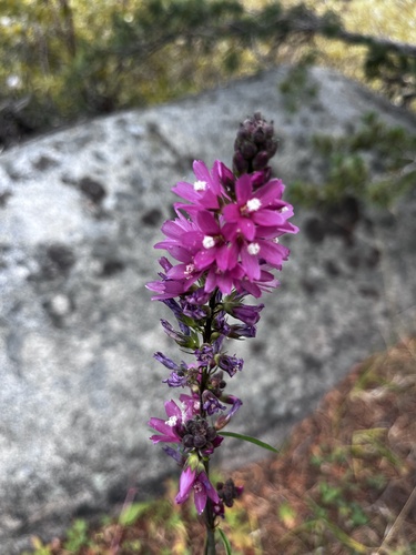 iNaturalist observation photo of Oregon Checker-mallow