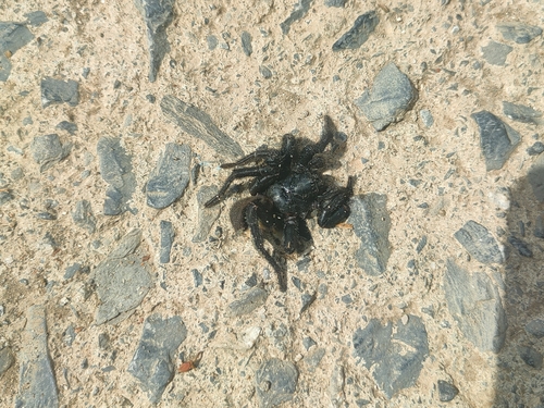 Amblyocarenum walckenaeri