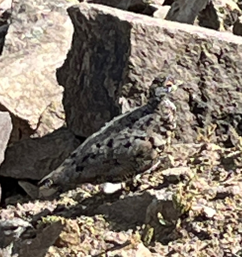 White-tailed Ptarmigan