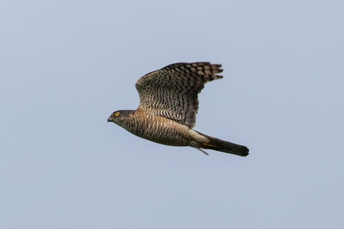 Japanese Sparrowhawk