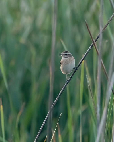 Whinchat