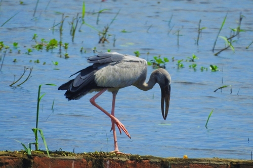 Asian Openbill