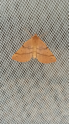 Feathered Thorn