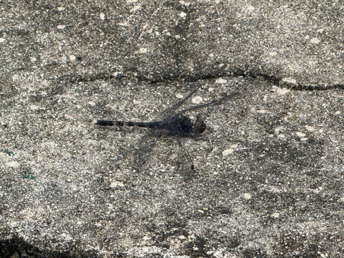 Granite Ghost