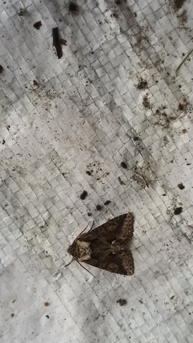 Green-brindled Crescent