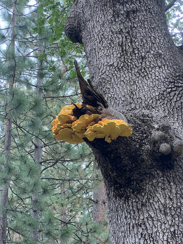 iNaturalist observation photo of Western Hardwood Sulphur Shelf
