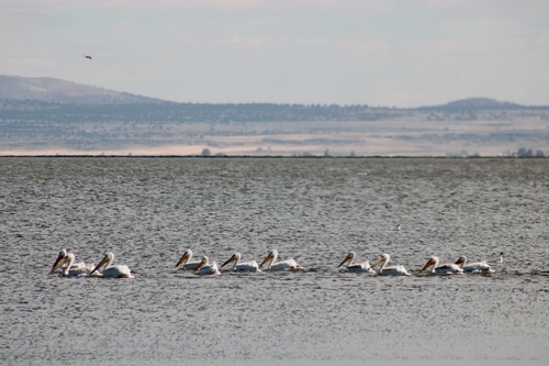 American White Pelican