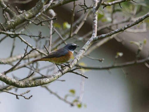 Common Redstart