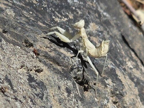 European Dwarf Mantis
