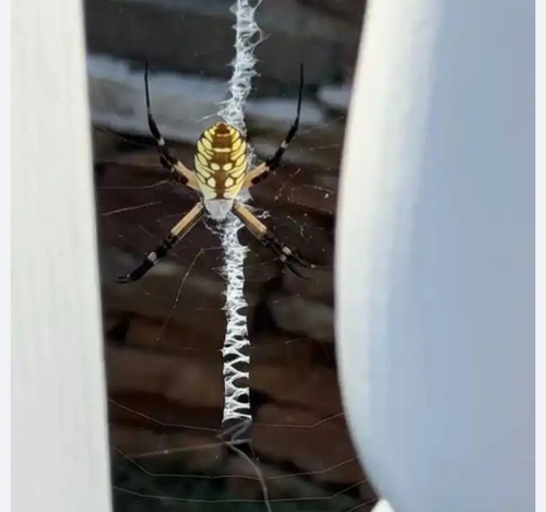 Yellow Garden Spider