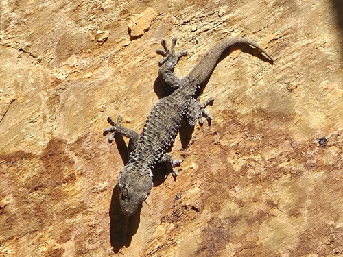 Moorish Gecko