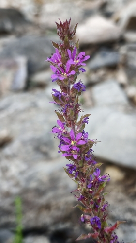 purple loosestrife