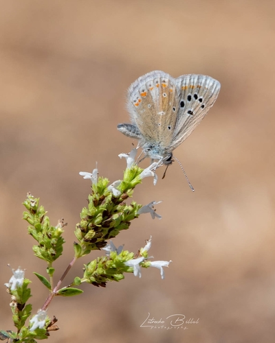 Polyommatus atlantica
