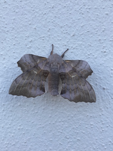 Poplar Hawkmoth