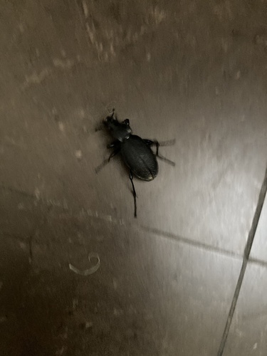 Leather Beetle