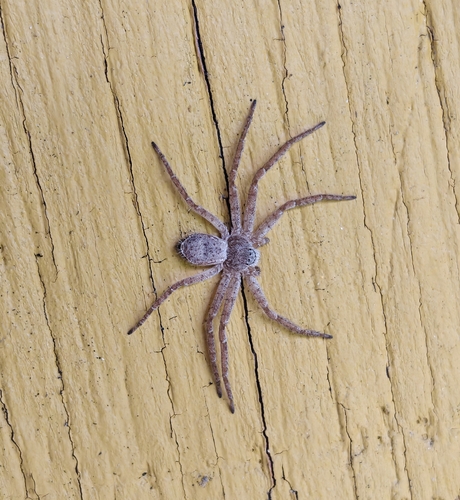 Philodromus fuscomarginatus