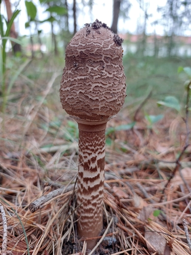 Parasol