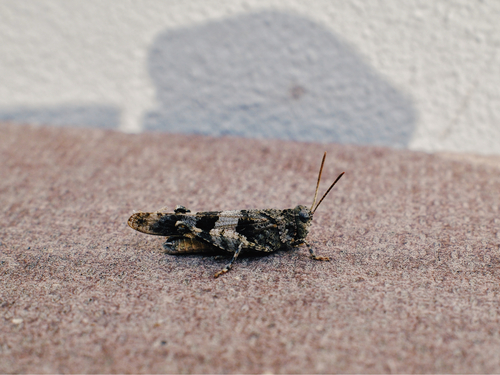 Blue-winged Grasshopper