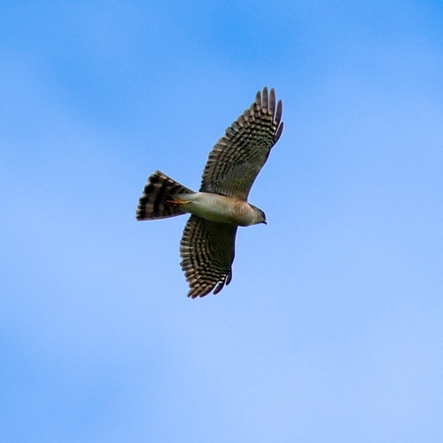 Japanese Sparrowhawk