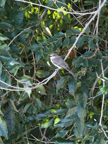 Spotted Flycatcher