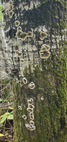 Smoky polypore