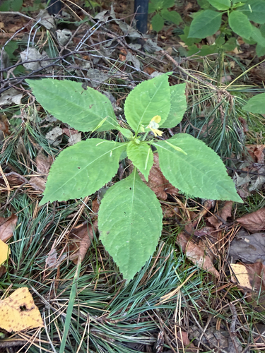 small balsam