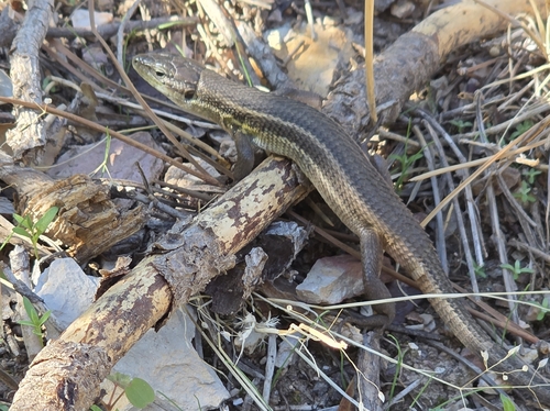 Large Psammodromus