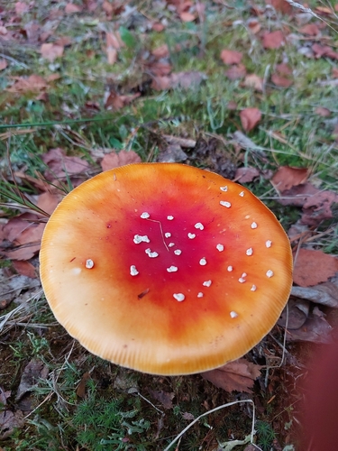 Fly Agaric