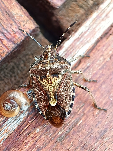 Sloe Bug