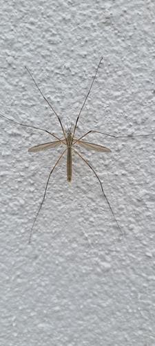 European Crane Fly