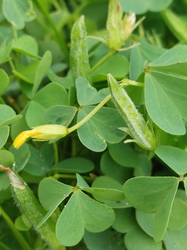 slender yellow woodsorrel