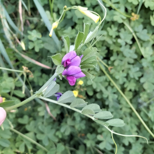 Common Vetch