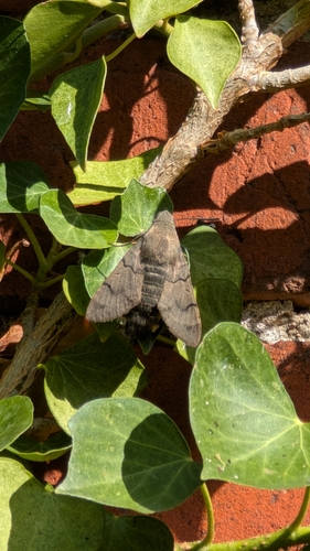 Eurasian Hummingbird Hawkmoth