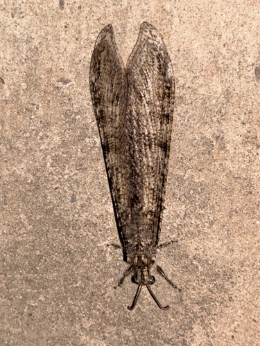 Vella fallax texana