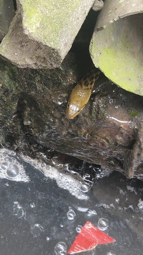 Chequered Keelback
