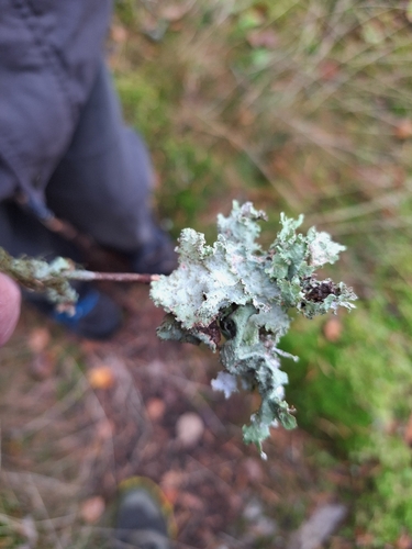 Varied Rag Lichen