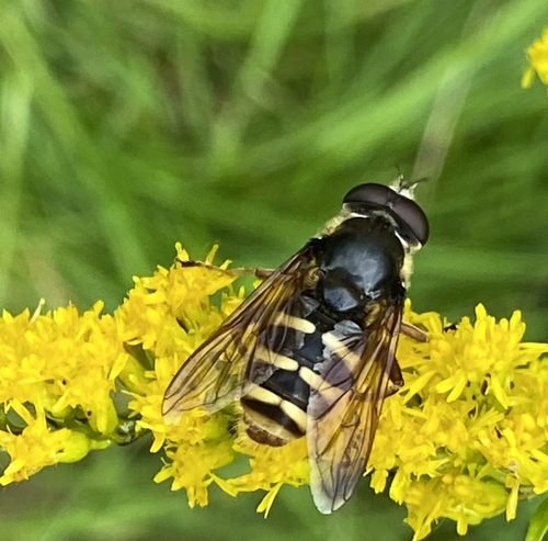 Yellow-barred Peat Hover Fly