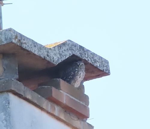 Little Owl