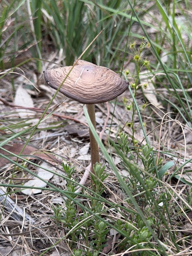 Oudemansiella gigaspora