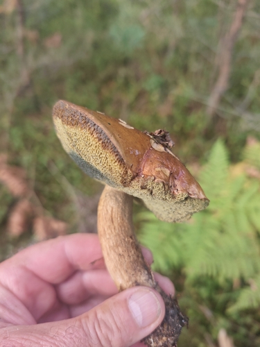 Bay Bolete