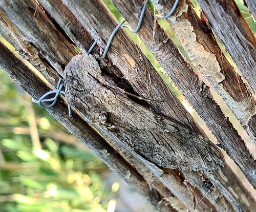 Convolvulus Hawkmoth