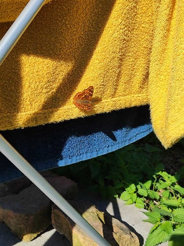 Lesser Purple Emperor