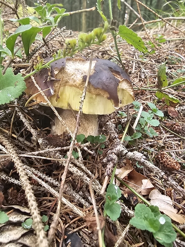 King Bolete