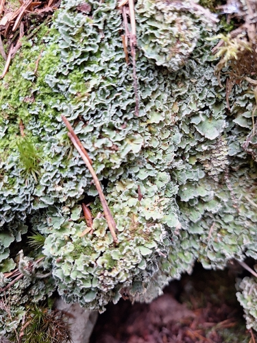 Finger Cup Lichen