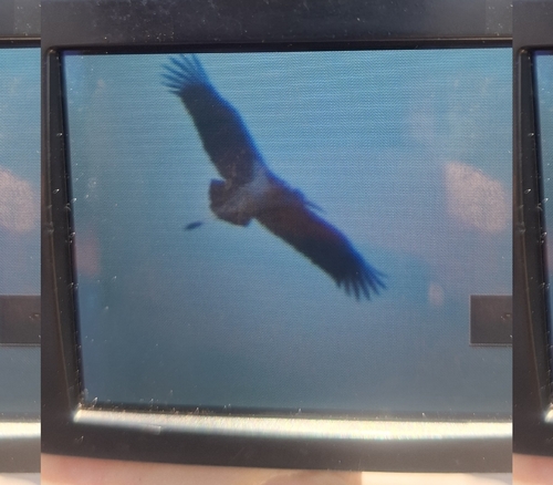 Marabou Stork