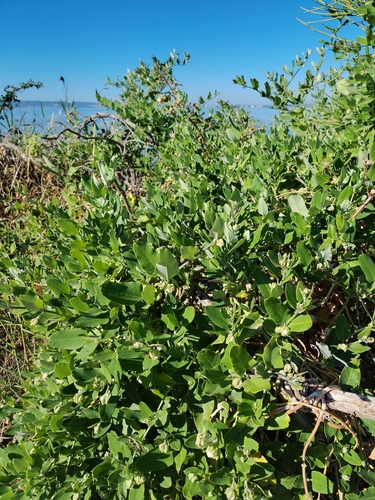 Moth Vine