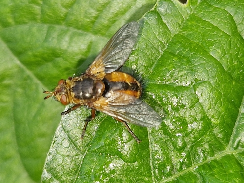 Common Tachinid